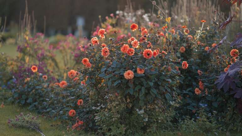 Tips for Preventing Future Overgrowth