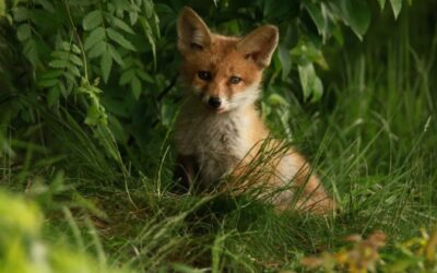 How to Deter Foxes? – Ways to Keep Foxes Out of Your Garden