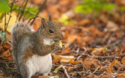 How to Stop Squirrels Digging Up Lawn? – Best Ways to Deter & Get Rid of