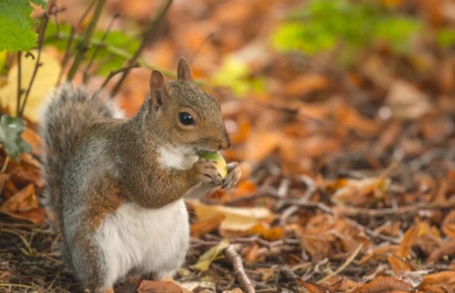 How to Stop Squirrels Digging Up Lawn