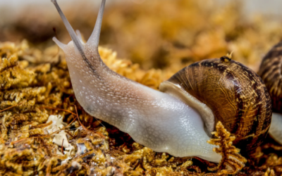 Why Are Slugs Coming in My House at Night? – Get Rid of Slugs