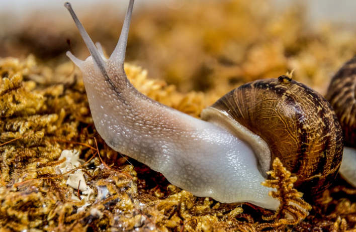 Why Are Slugs Coming in My House at Night