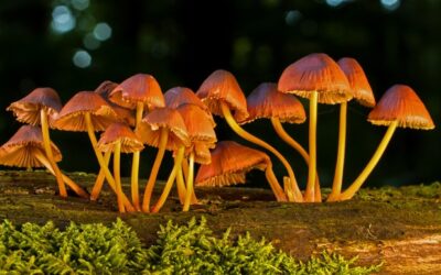 How to Get Rid of Mushrooms in Lawn? – Stop Growing in Garden