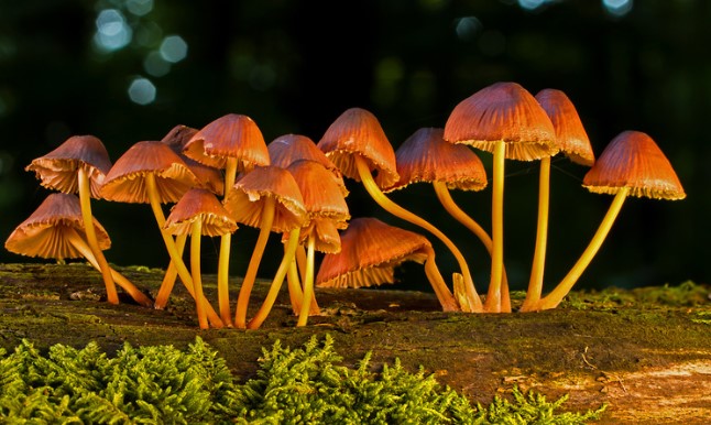 How to Get Rid of Mushrooms in Lawn? – Stop Growing in Garden