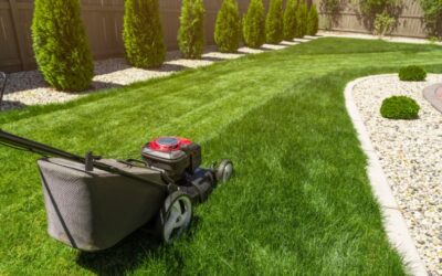 How To Revive a Lawn After Scarifying: Guide on What To Do?