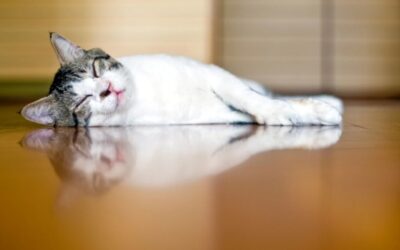 What Temperature Should Underfloor Heating Be Set At in UK?