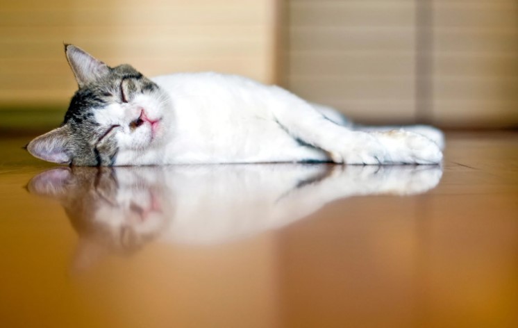 What Temperature Should Underfloor Heating Be Set At