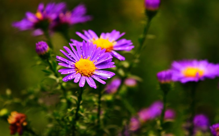 Aster