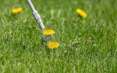 Best Dandelion Killer That Won’t Kill Grass: What Are They?