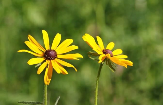 Black-Eyed Susan