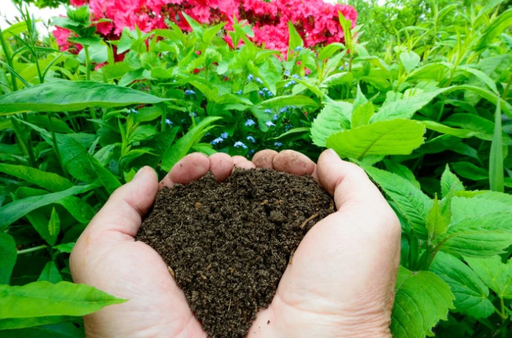 Can I Plant Directly Into Compost