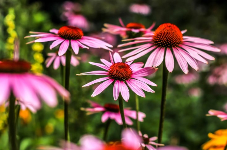 Coneflower