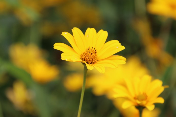 Coreopsis