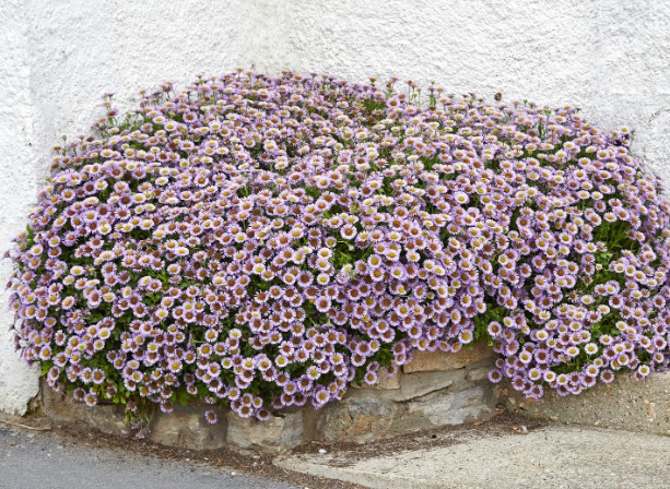 Erigeron