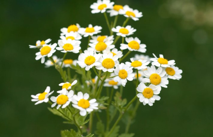 Feverfew