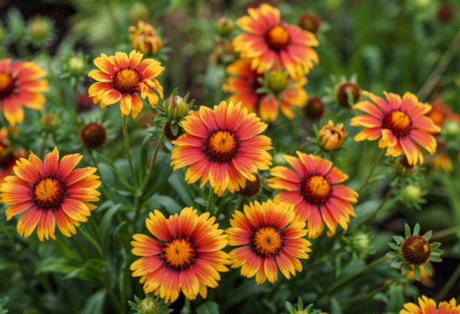 Gaillardia