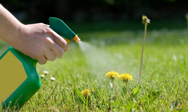 How Can I Kill Dandelions Without Damaging My Grass