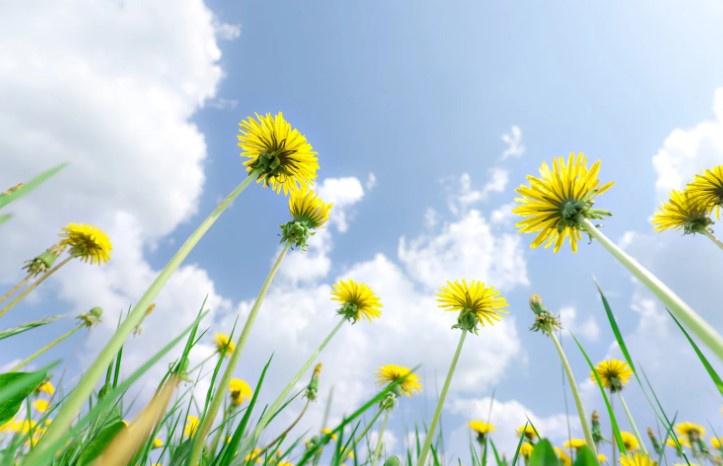 How Do I Apply Dandelion Killer Effectively