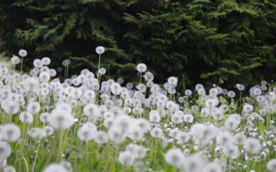 How to Get Rid of Dandelions? – Step By Step Guide
