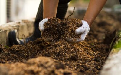 Is Compost the Same as Soil? Top Soil vs Compost & Its Uses