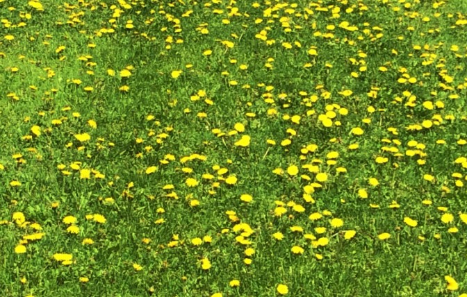 Maintaining a Dandelion-Free Lawn