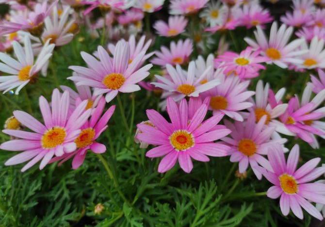 Marguerite Daisy