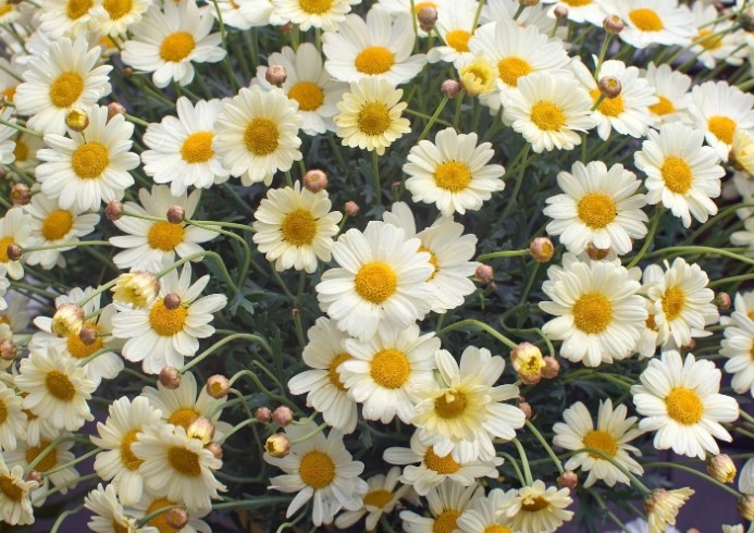 Oxeye Daisy