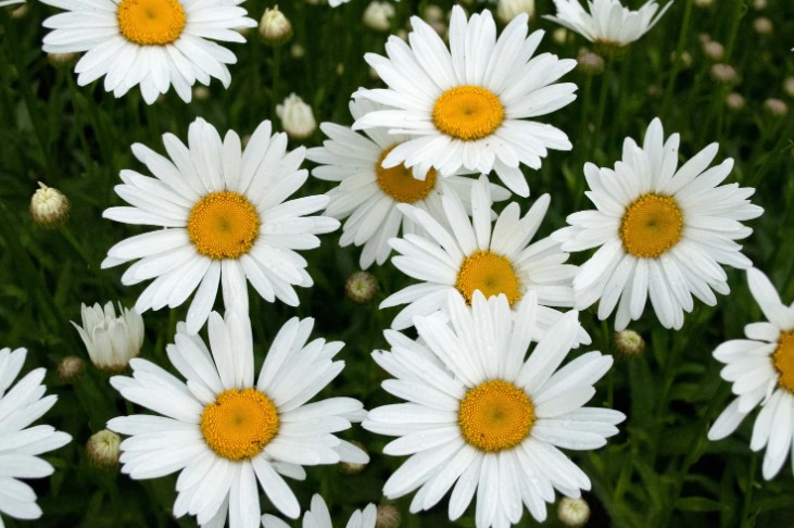Shasta Daisy