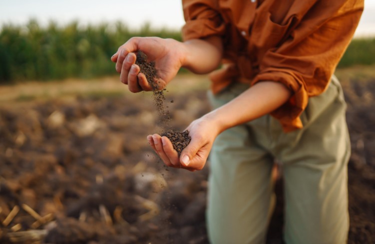 Should I Use Soil or Compost