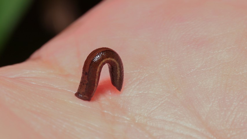 Slug Life Expectancy in Various Environments