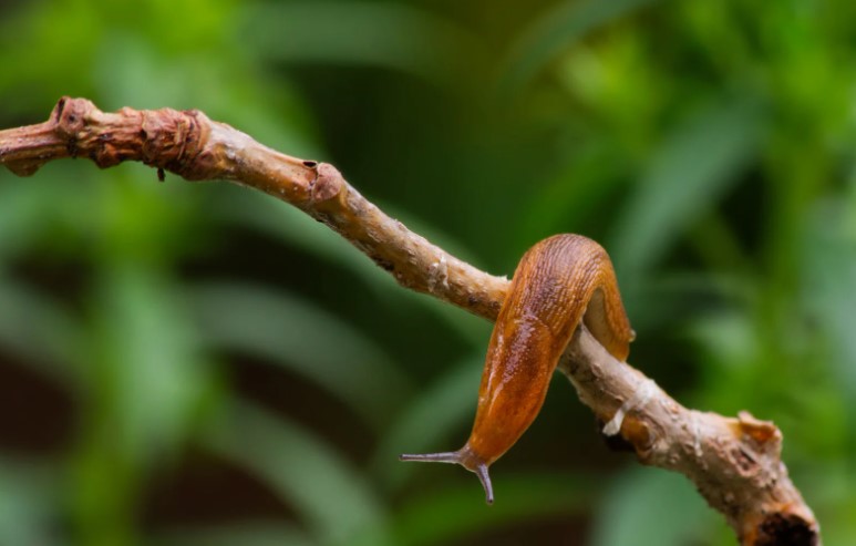 Where Do Slugs Live and Thrive in UK Homes & Gardens