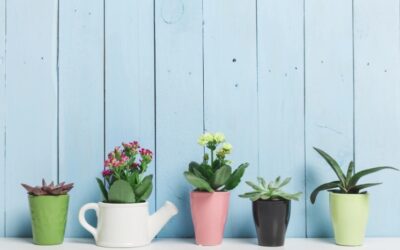 Daisy Like Flower: Top 10 Easy-Growing Plants for UK Climate