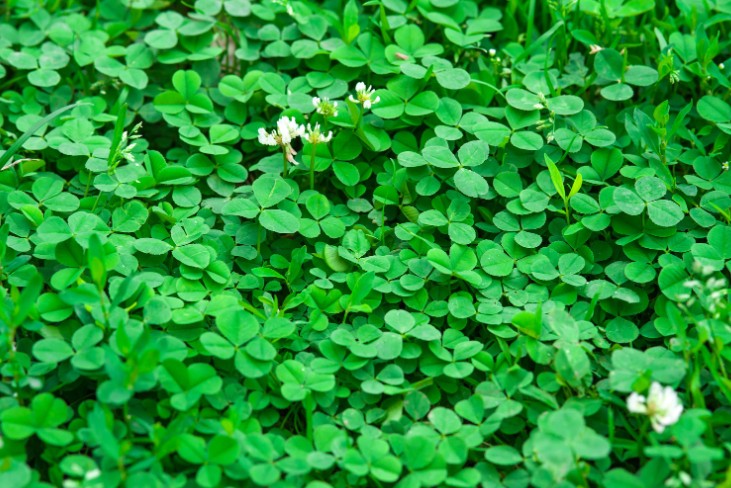 Can I Prevent Clover from Coming Back
