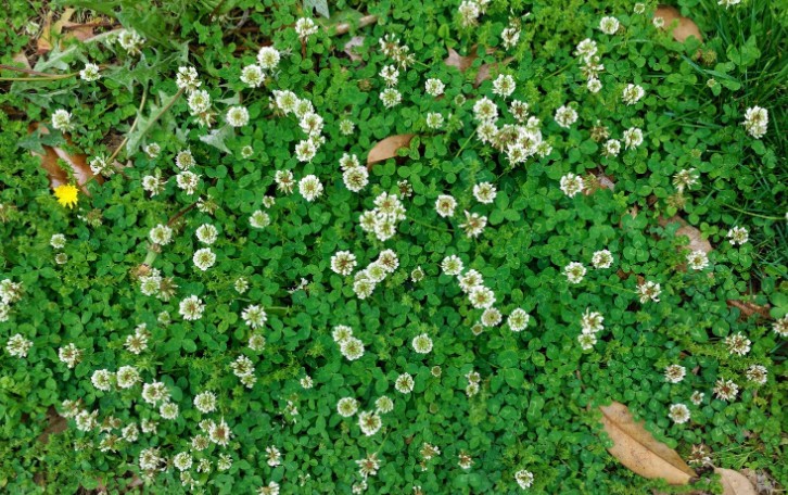 How Can I Identify Clover in My Garden