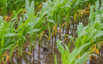 How to Fix Waterlogged Clay Soil? – Top Solutions for Gardeners