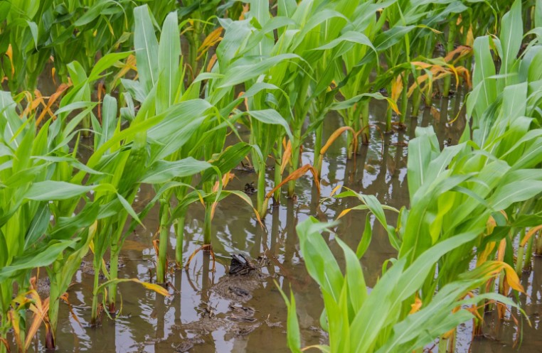 How to Fix Waterlogged Clay Soil