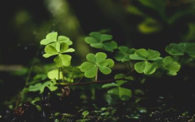 How to Get Rid of Clover in Lawn UK? – Top 3 Ways to Remove
