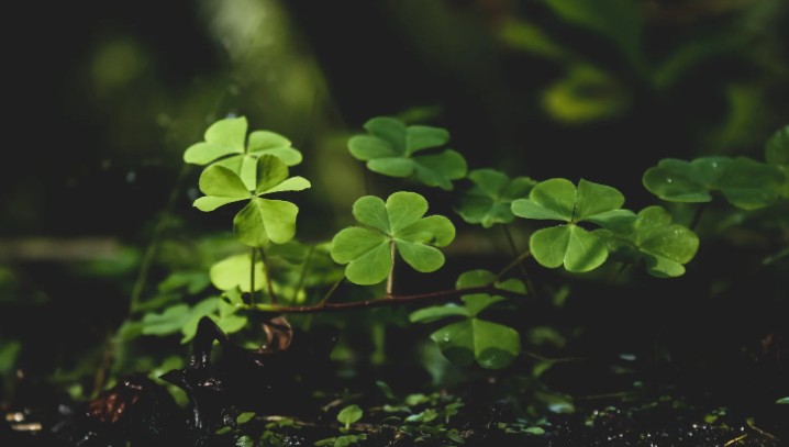 How to Get Rid of Clover in Lawn UK