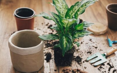How to Improve Drainage in Clay Soil Lawn UK? – Gardeners Guide