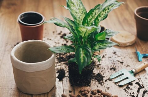 How to Improve Drainage in Clay Soil Lawn UK? – Gardeners Guide