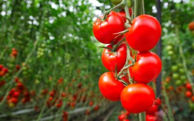 Problems with Growing Tomatoes in a Greenhouse – Everything You Should Know