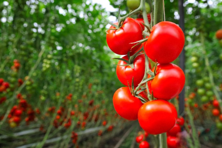 Problems with Growing Tomatoes in a Greenhouse