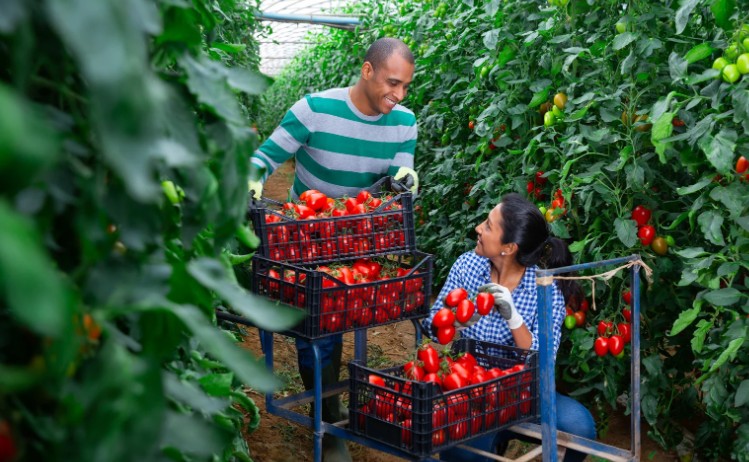 Tips to Avoid These Greenhouse Tomato Problems
