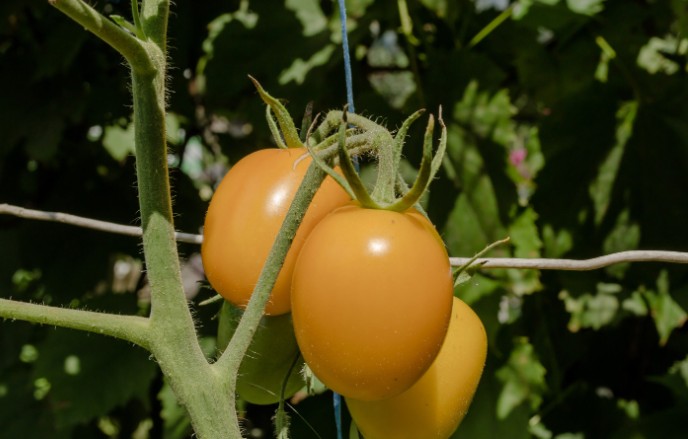 Tomato Leaf Curl and Yellowing Leaves