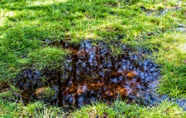 When Should You Start Fixing Waterlogged Soil