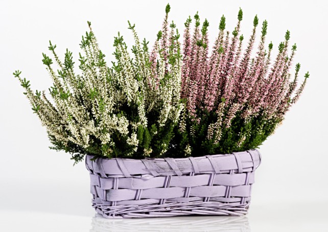 How Big Do Hebes Grow? A Gardener’s Guide to Plants Sizes and Growth Habits