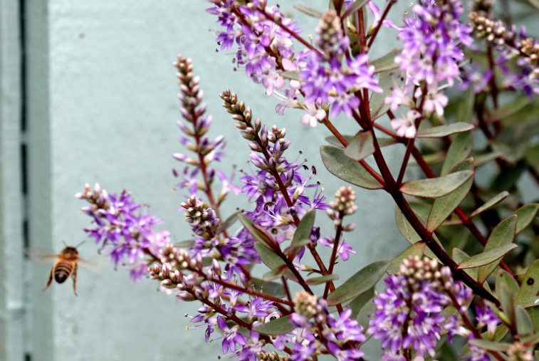 How I Encourage My Hebes to Flower More
