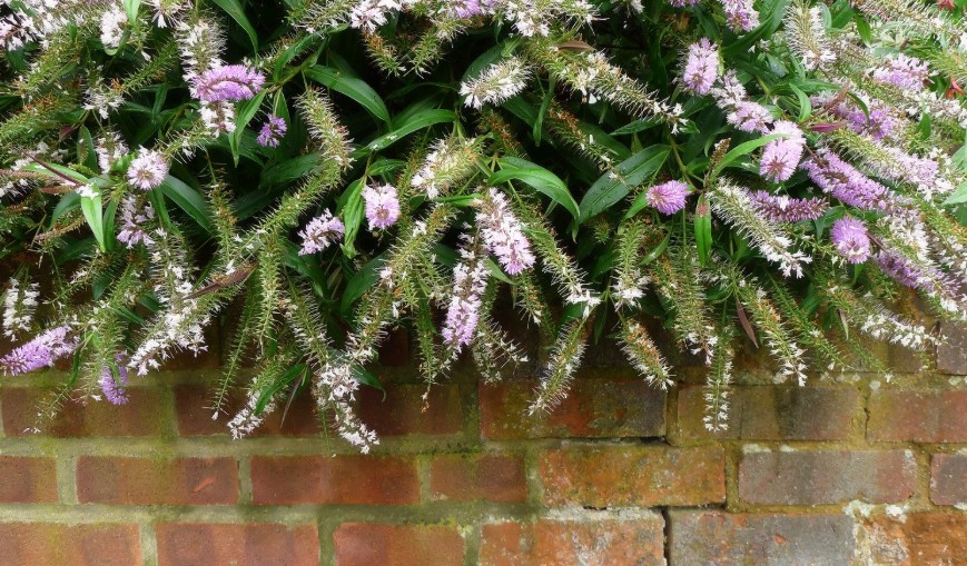 How UK Weather Affects Blooming
