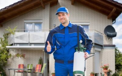 How to Get Rid of Maggots? – 6 Effective Ways for Removal