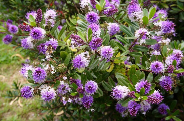 Sizing & Spacing Tips for Hebes